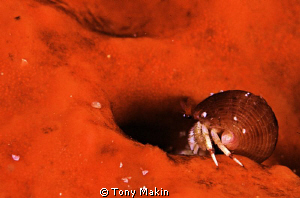 Tiny Hermit crab on sponge by Tony Makin 